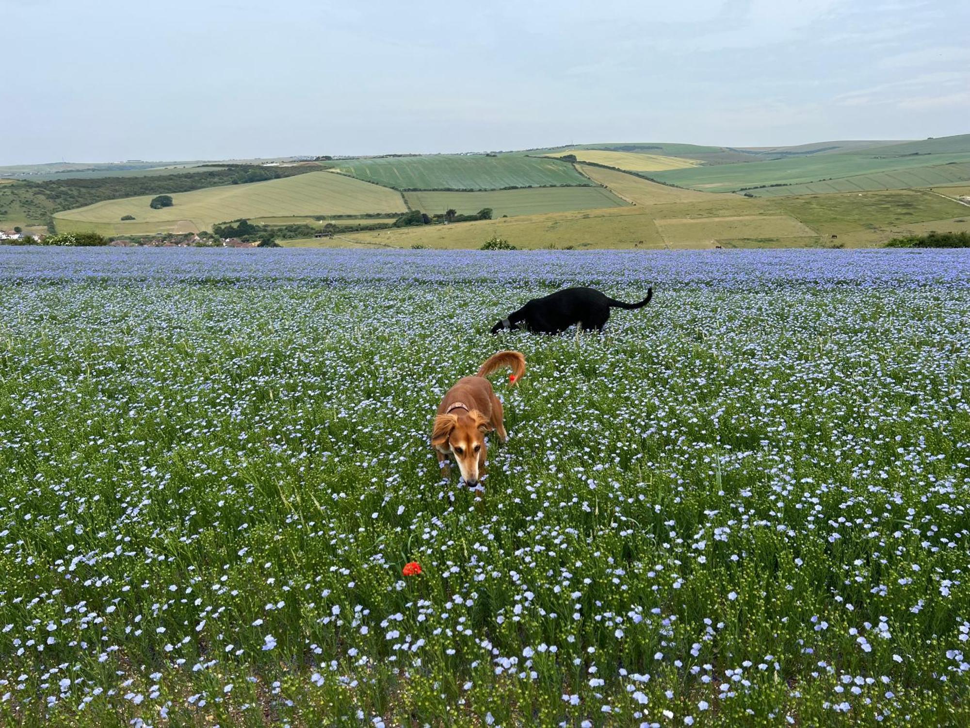 Saltdean Stay Brighton ภายนอก รูปภาพ